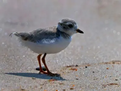 Watch out! The piping plovers are back