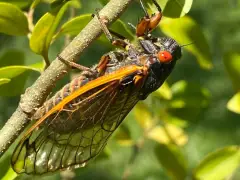 As cicadas emerge in Mass., experts say to protect them